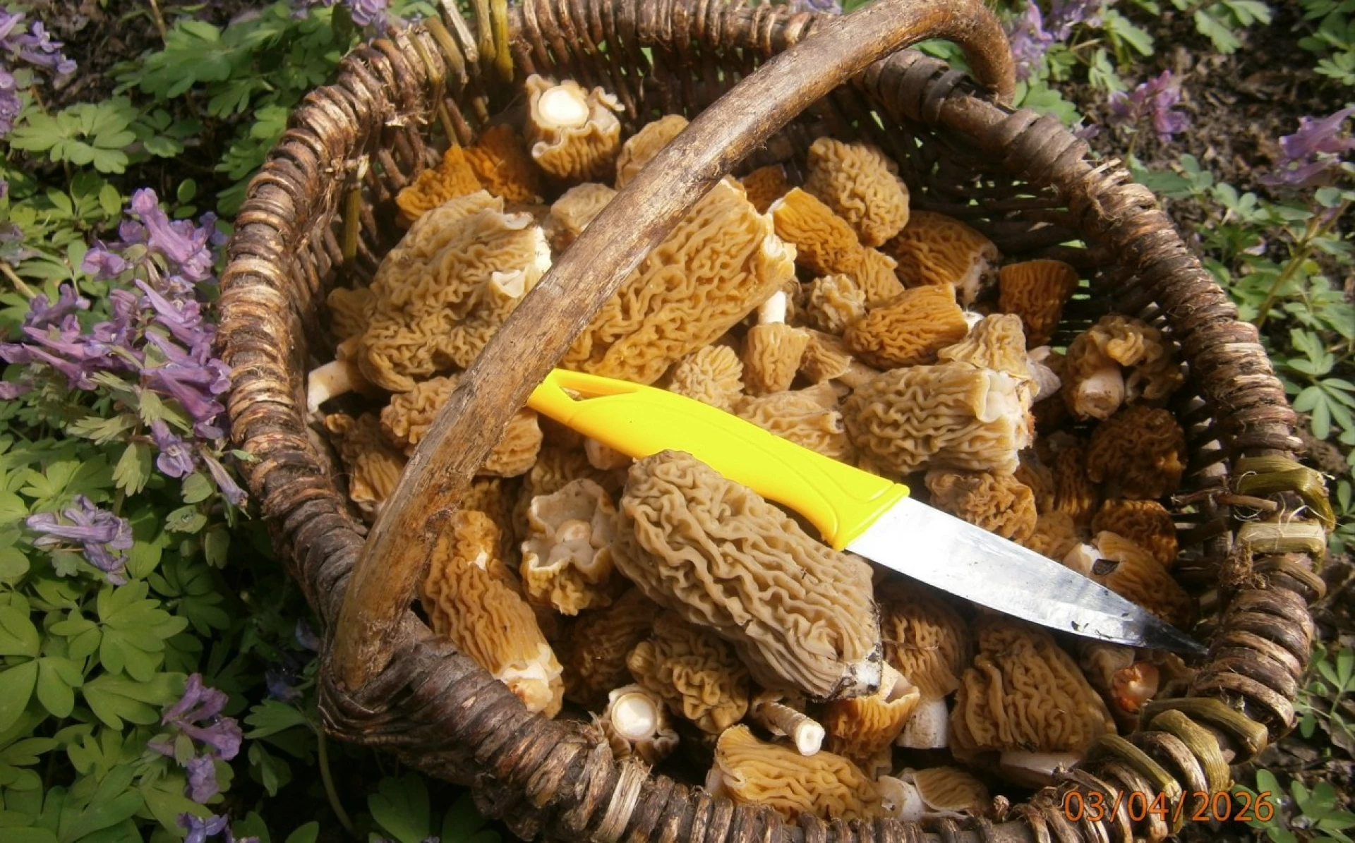 Весняні гриби збирають на Черкащині: сморжі та гливи. Фото