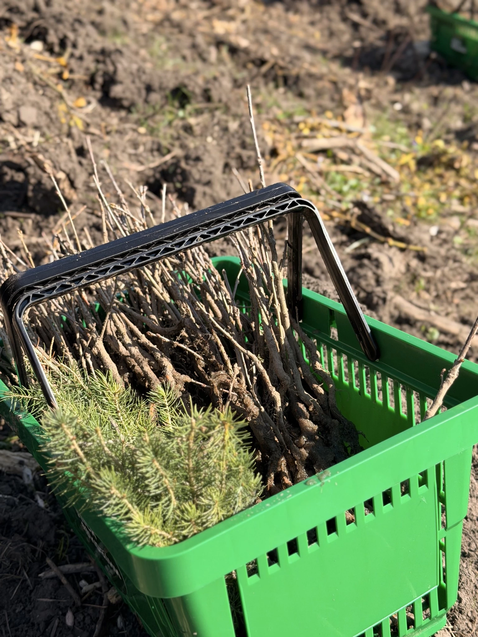 Новий гай висадили в урочищі на Черкащині. Фото