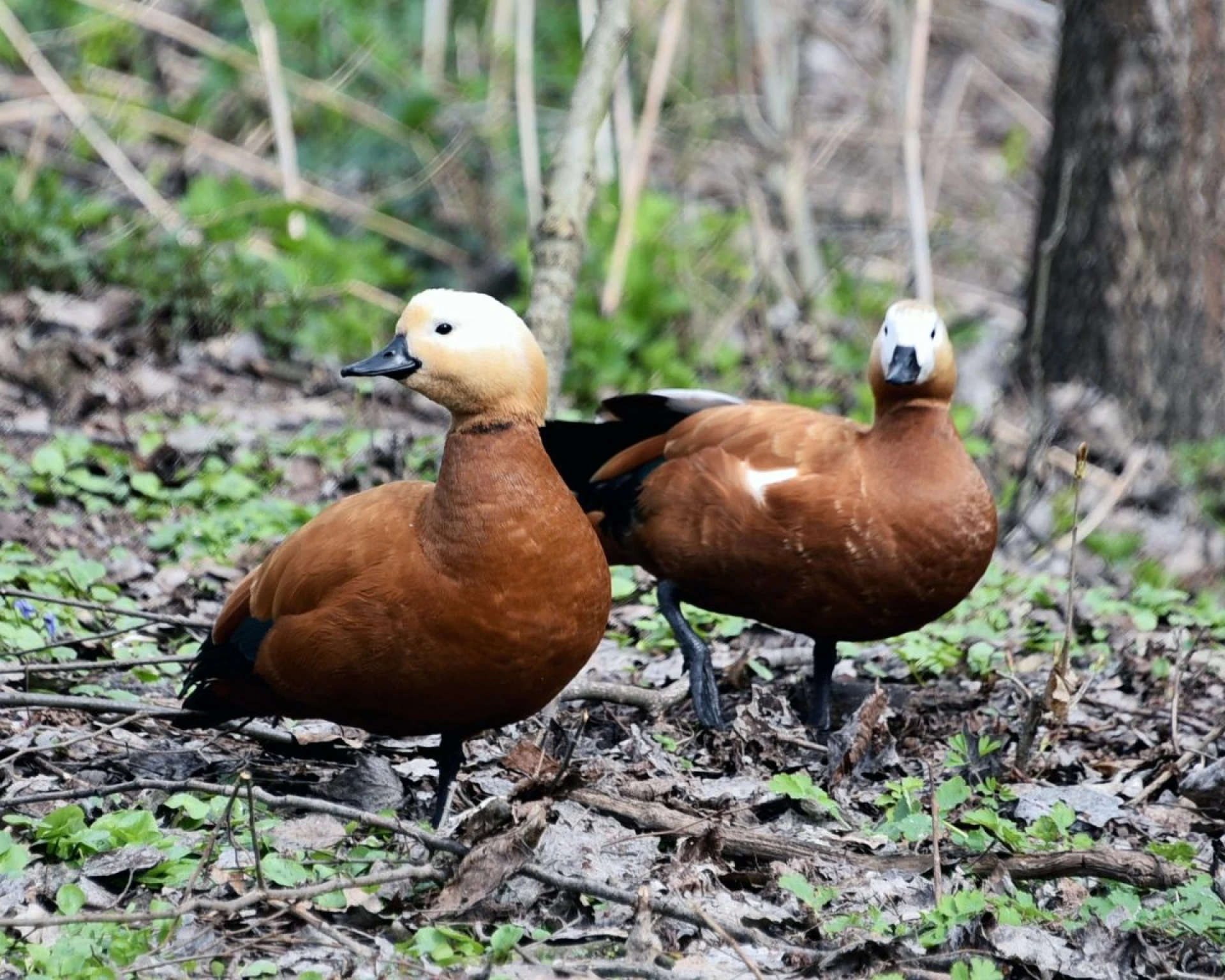Червонокнижні огарі у Києві утворили пари та готуються до потомства