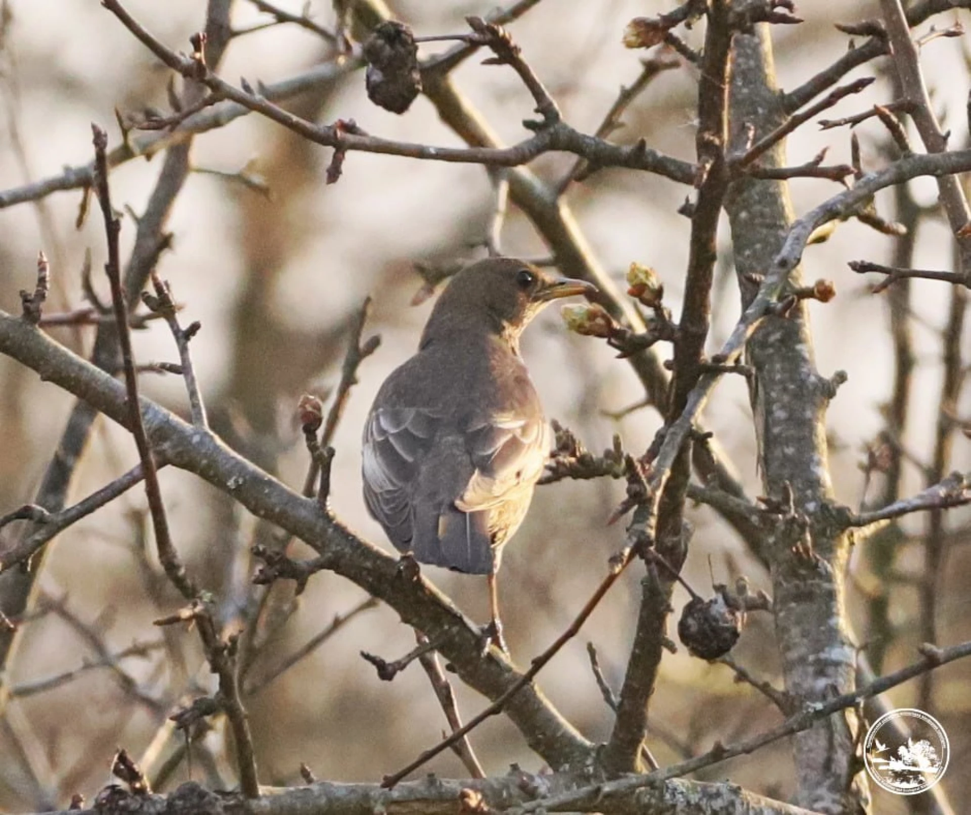 На Київщині вперше за 50 років зафіксували дрозда гірського