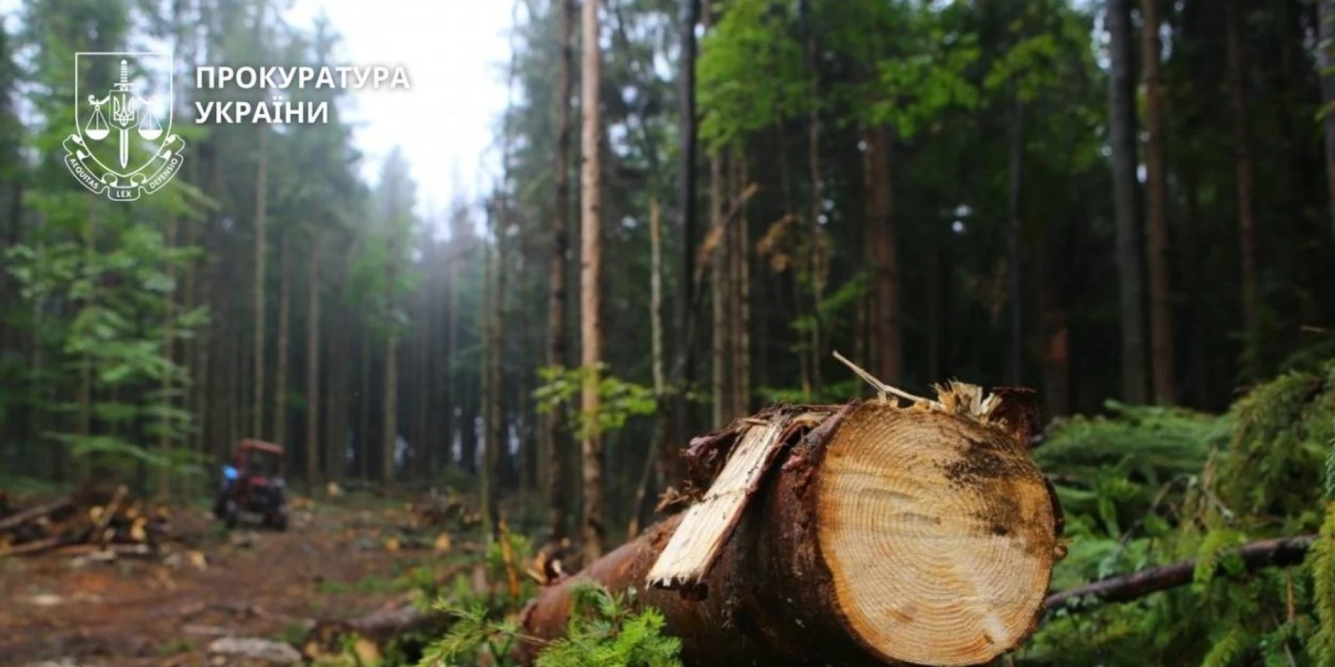 Гілка впала на голову: на Черкащині майстру лісу залишили 4 роки ув’язнення