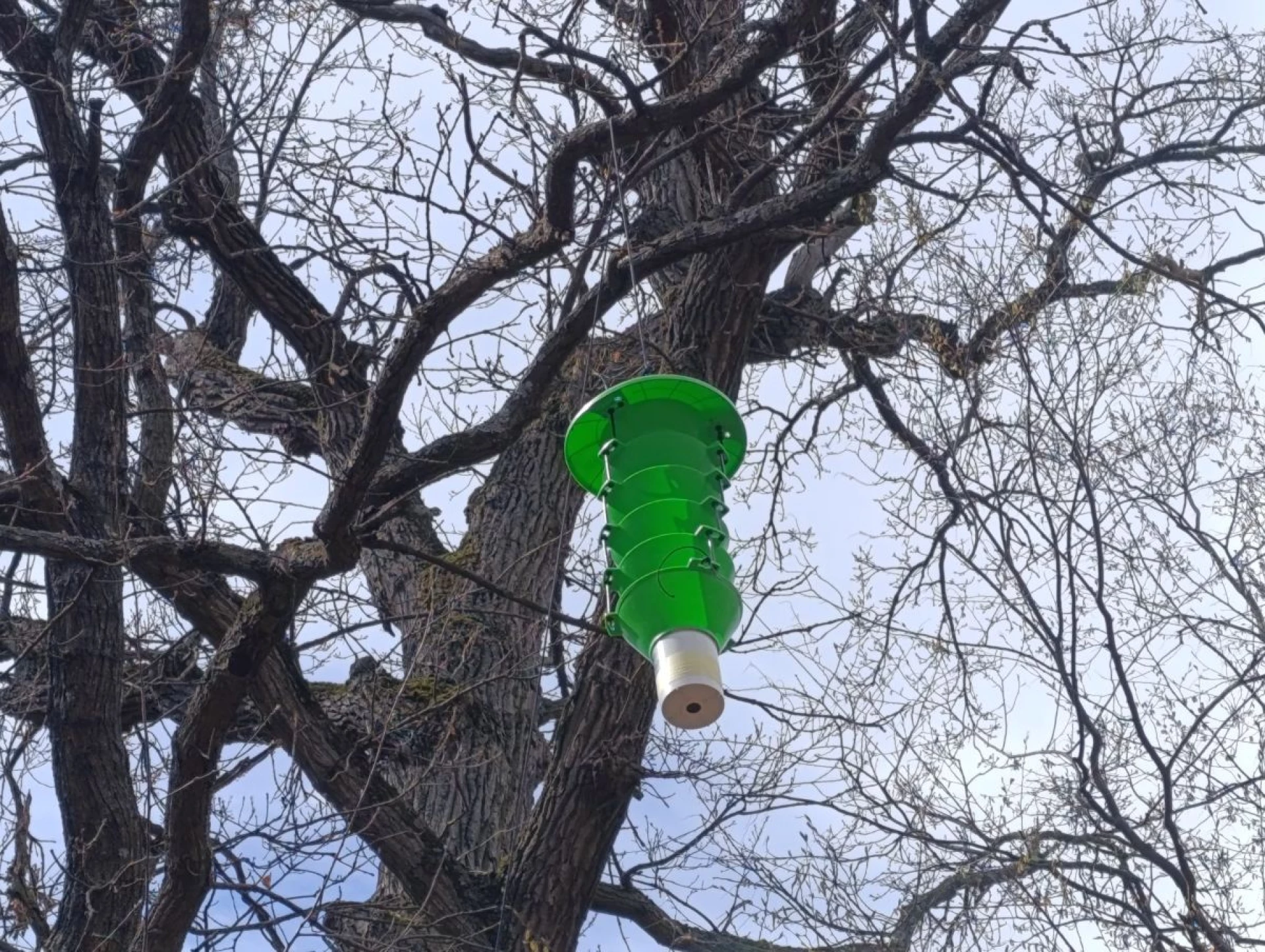 У Голосіївському парку встановили пастки для дослідження комах-шкідників