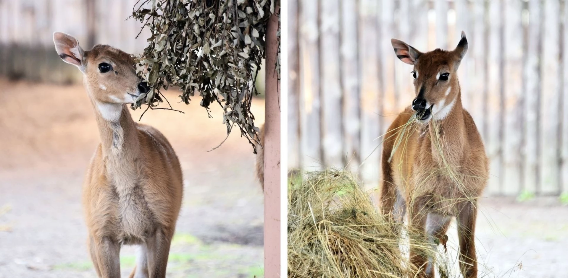 У Київському зоопарку народилися антилопи нільгау: малечу вже вивели на прогулянки