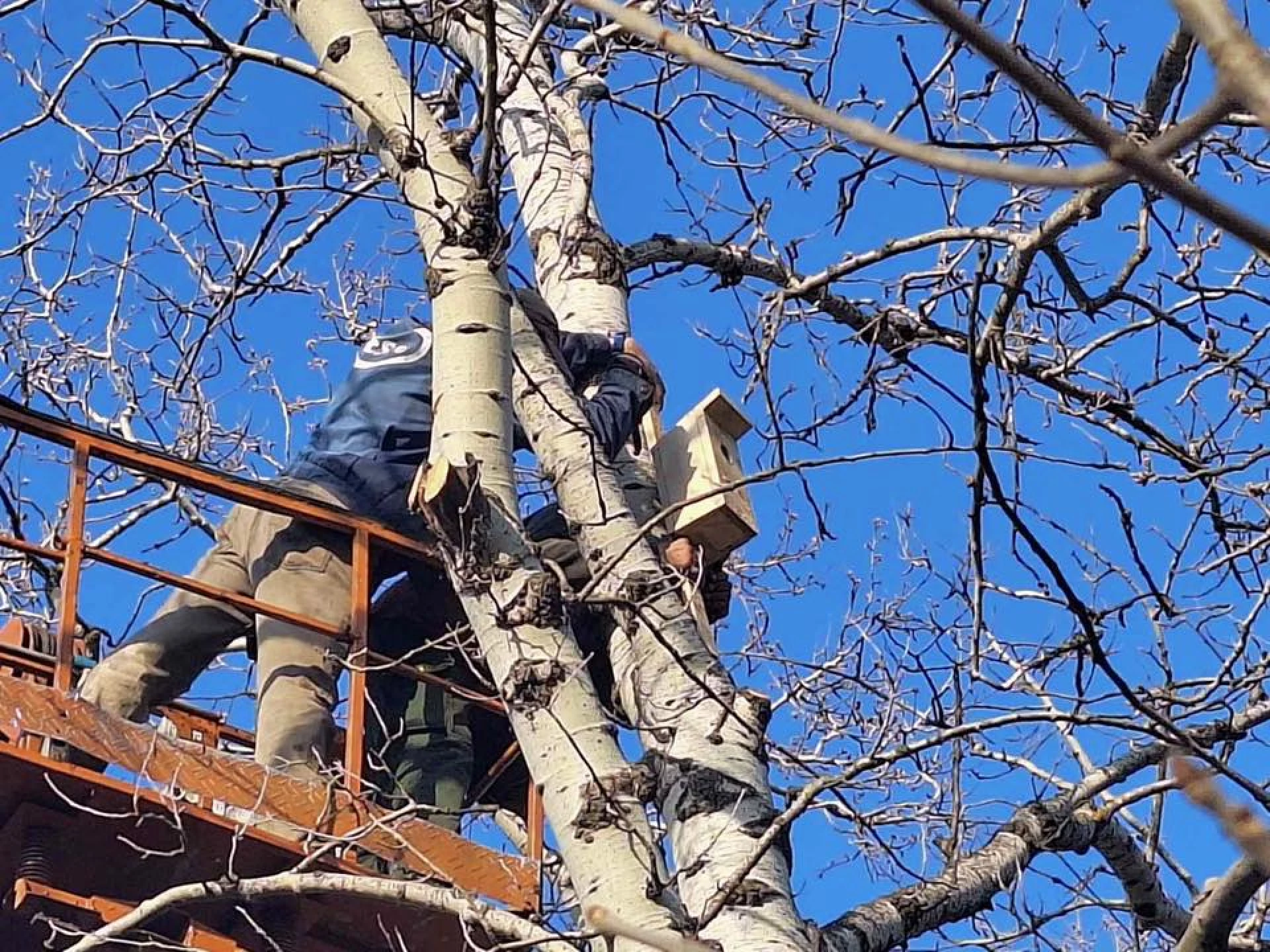 У Києві встановили майже 60 нових будиночків для птахів