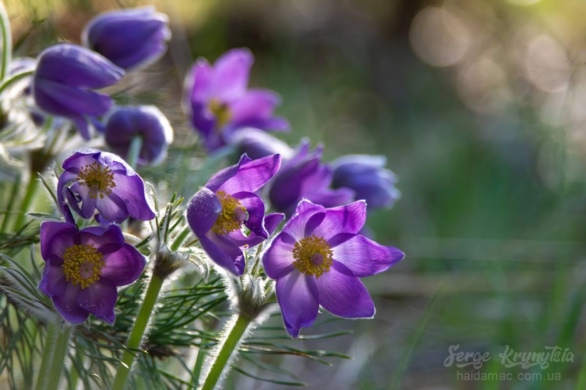 Сон-трава квітне у лісництві на Черкащині. Фото