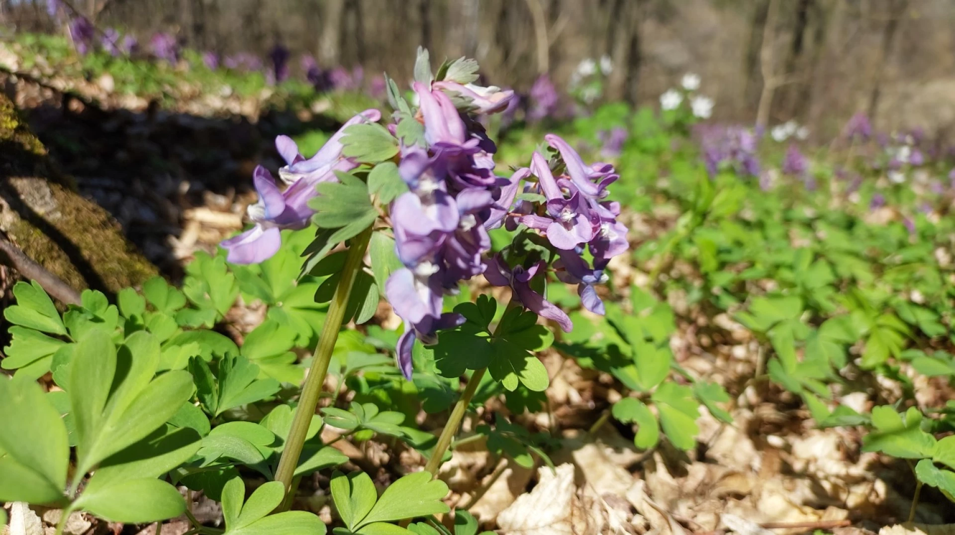 Потепління йде на Черкащину
