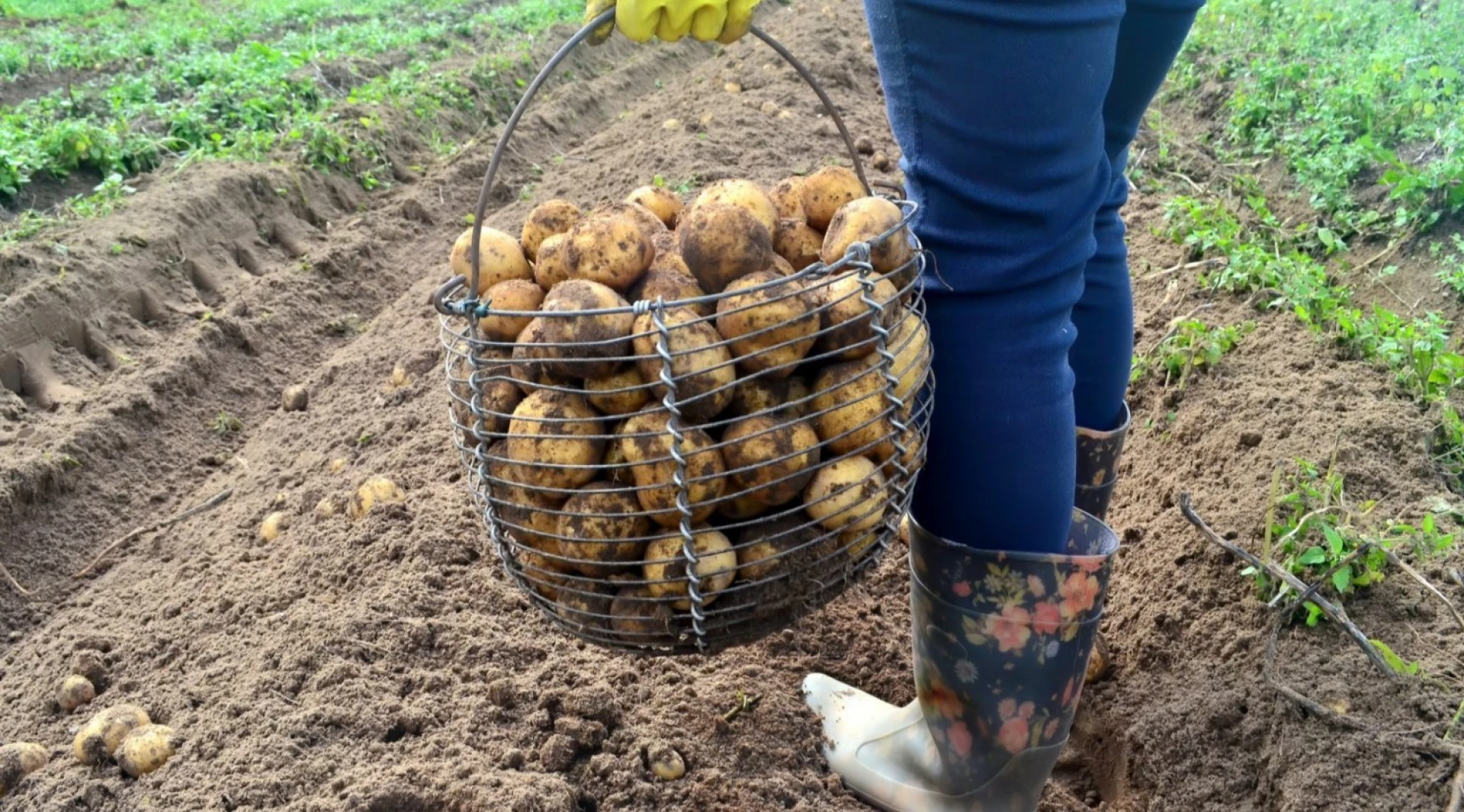 На Черкащині вже можна садити картоплю, розсаду ще рано – синоптики