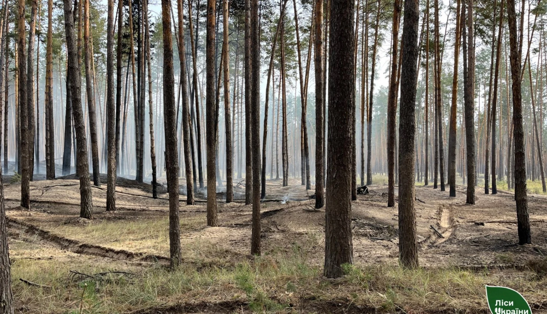 На Черкащині земельну ділянку лісового фонду повернули у власність держави