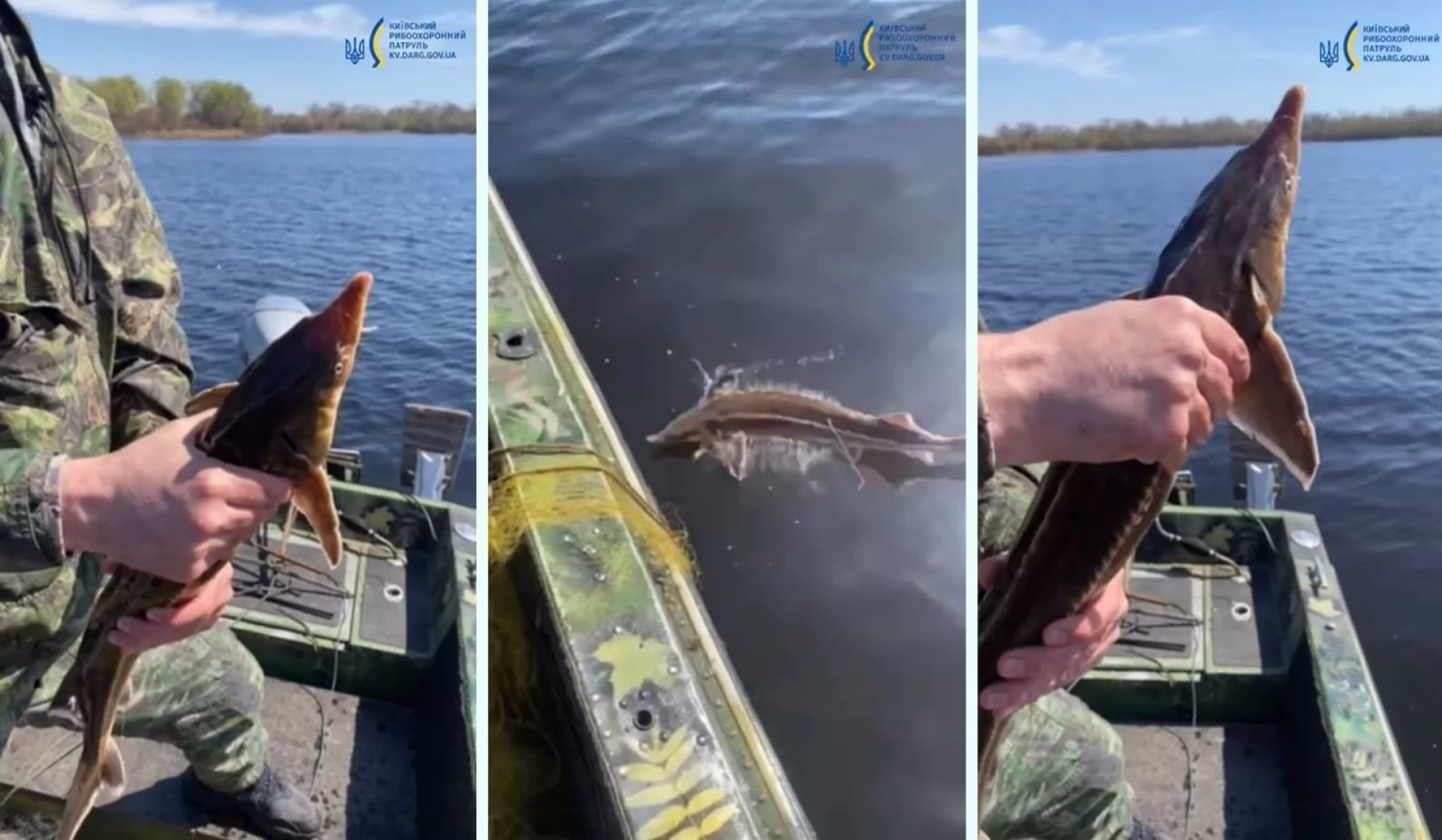 На Київщині врятували червонокнижну рибу з браконьєрських сіток