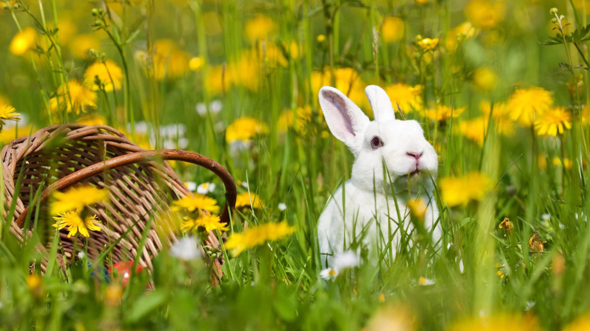 На Черкащині відбудуться Великодні гаївки на «Козацькому хуторі»