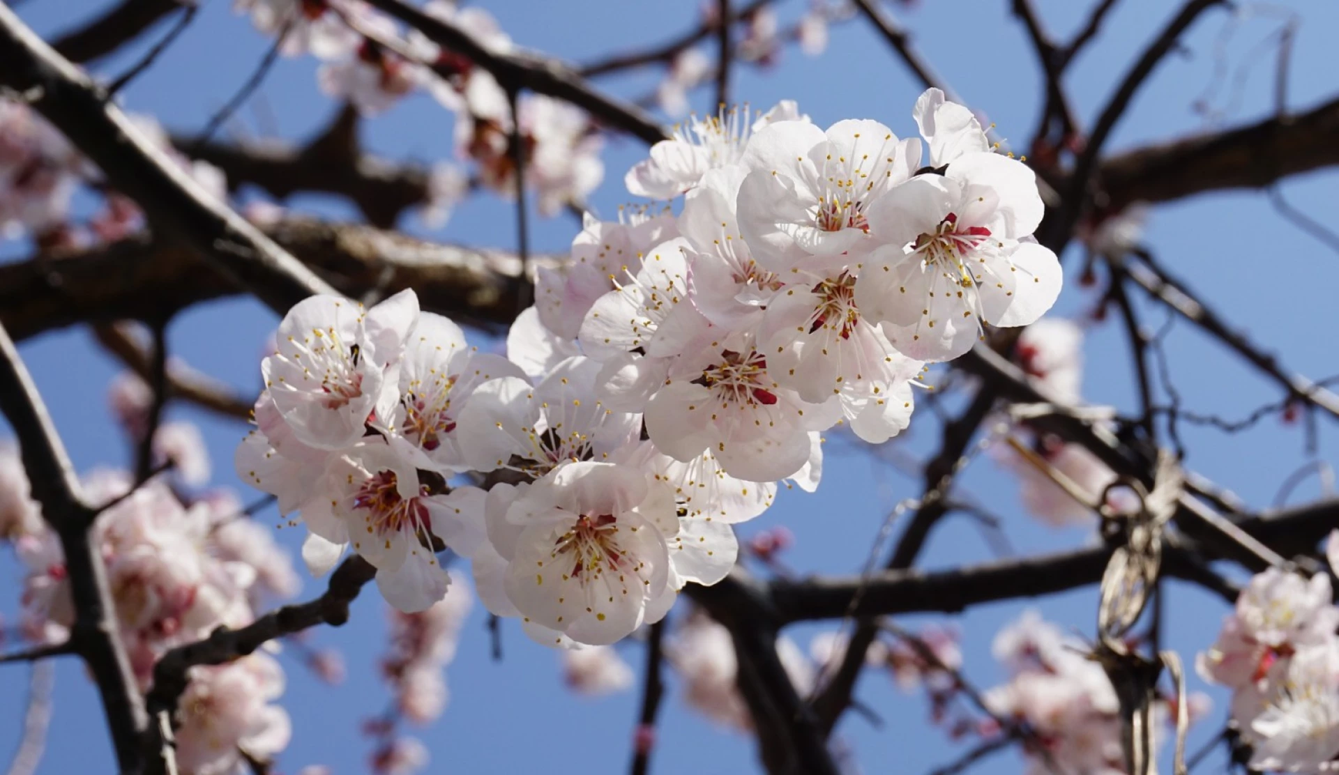 Заморозки вдарять по Черкащині 20 квітня