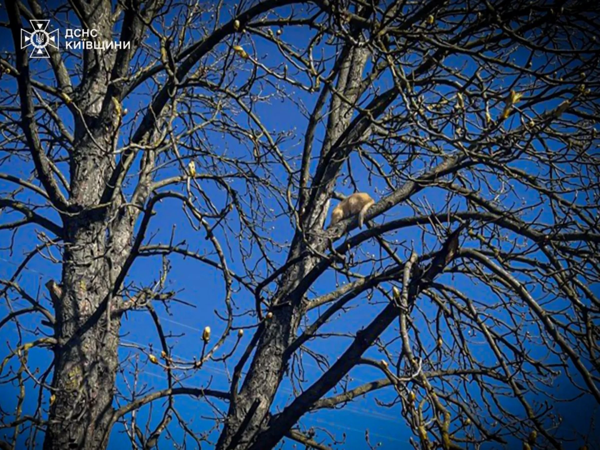 На Київщині рятувальники зняли кота з 6-метрового дерева