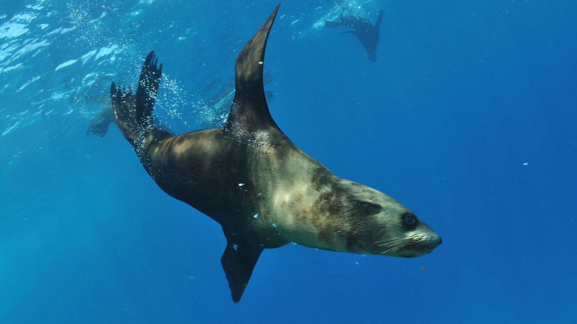 Українські полярники зняли підводну зустріч із морським леопардом