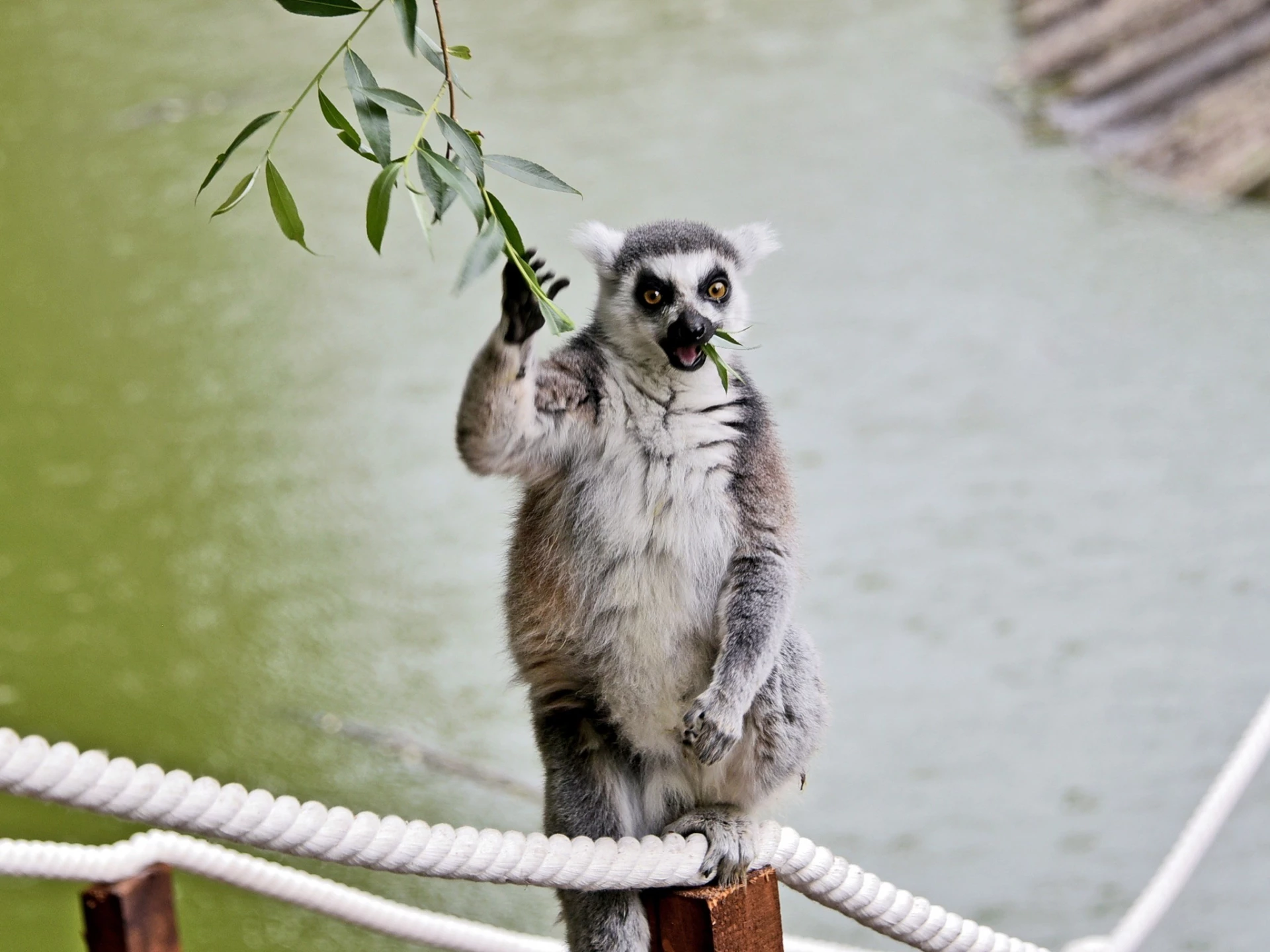 До КиївЗоо привезли лемура з Дніпропетровщини, якого утримували в неналежних умовах