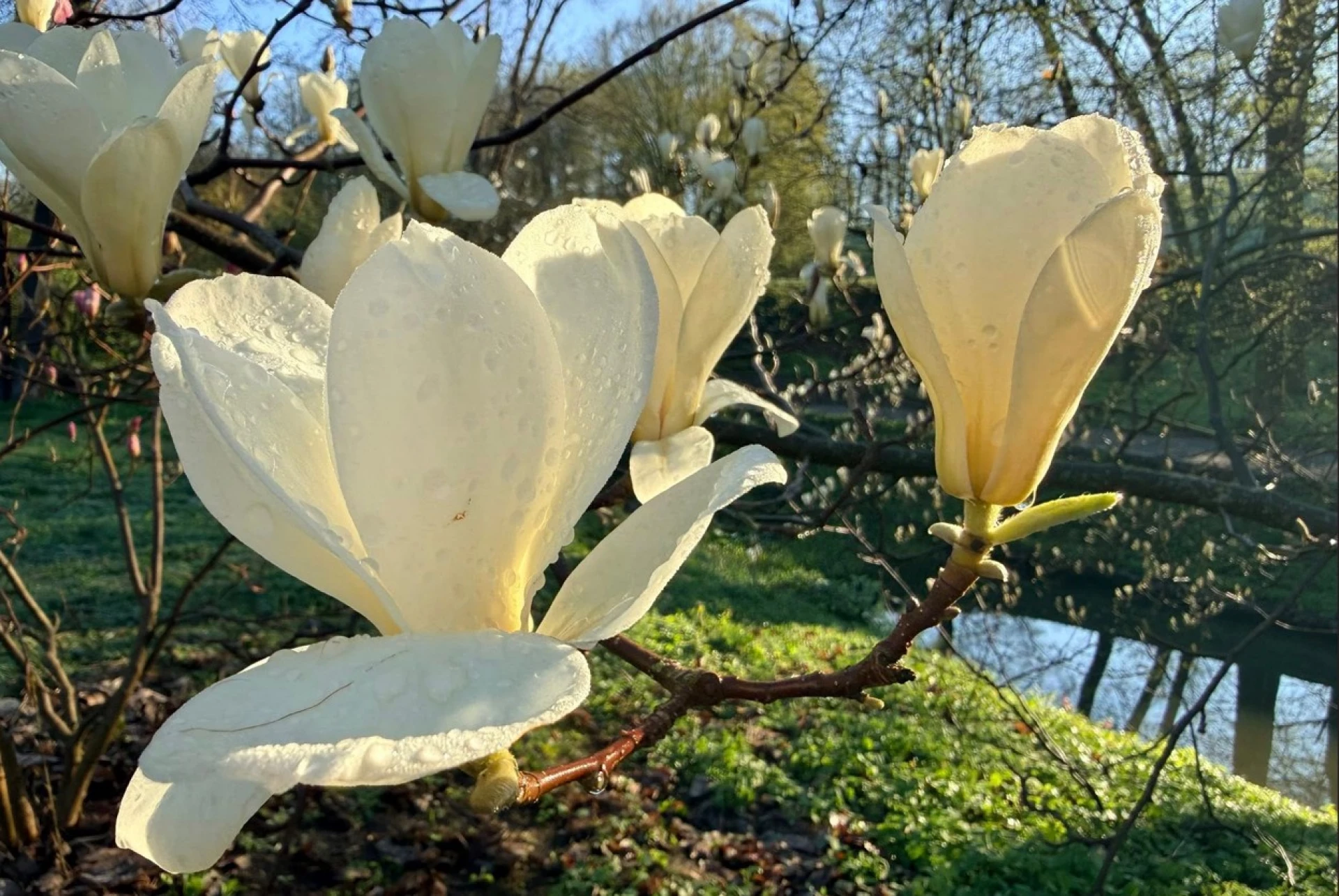 Квітне сад магнолій в уманській «Софіївці». Фото
