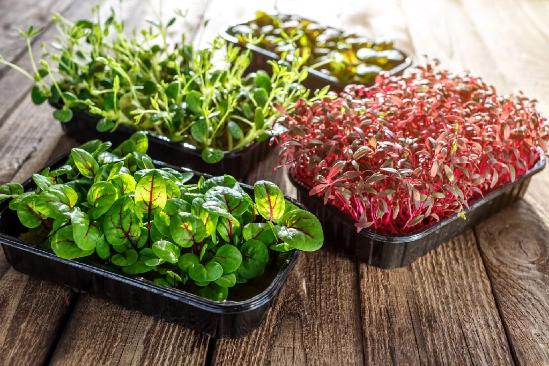 Мікрозелень вдома: як виростити корисну зелень на підвіконні