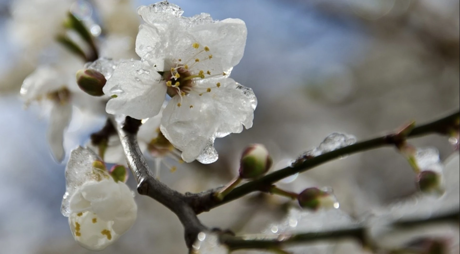 Заморозки на Черкащині замінить вітряна погода