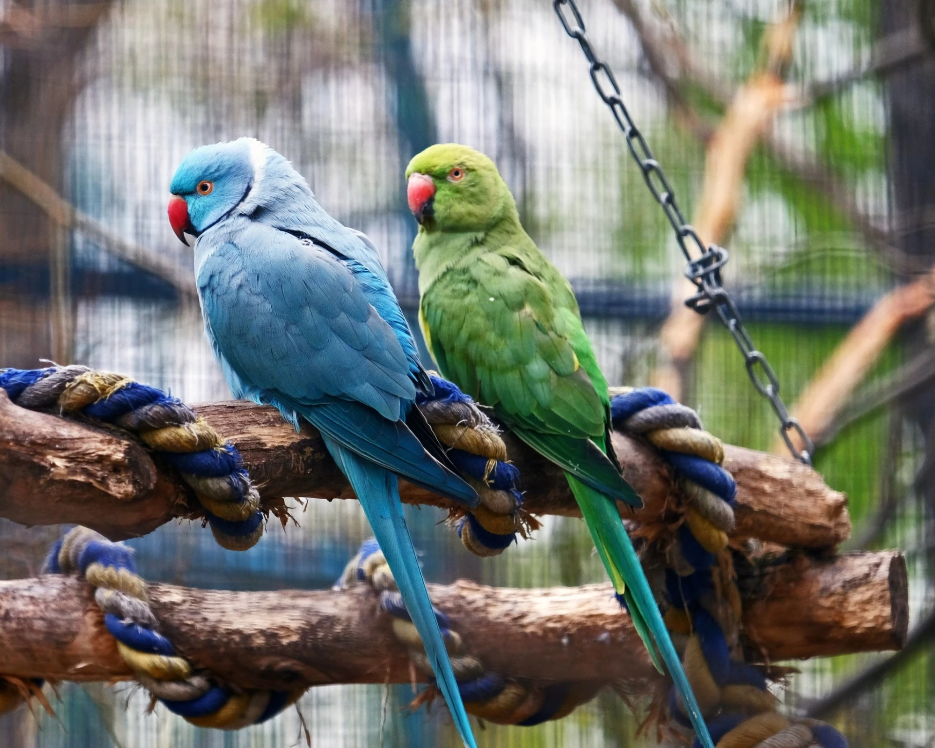 У КиївЗоо птахи повертаються до відкритих авіаріїв після зимівлі