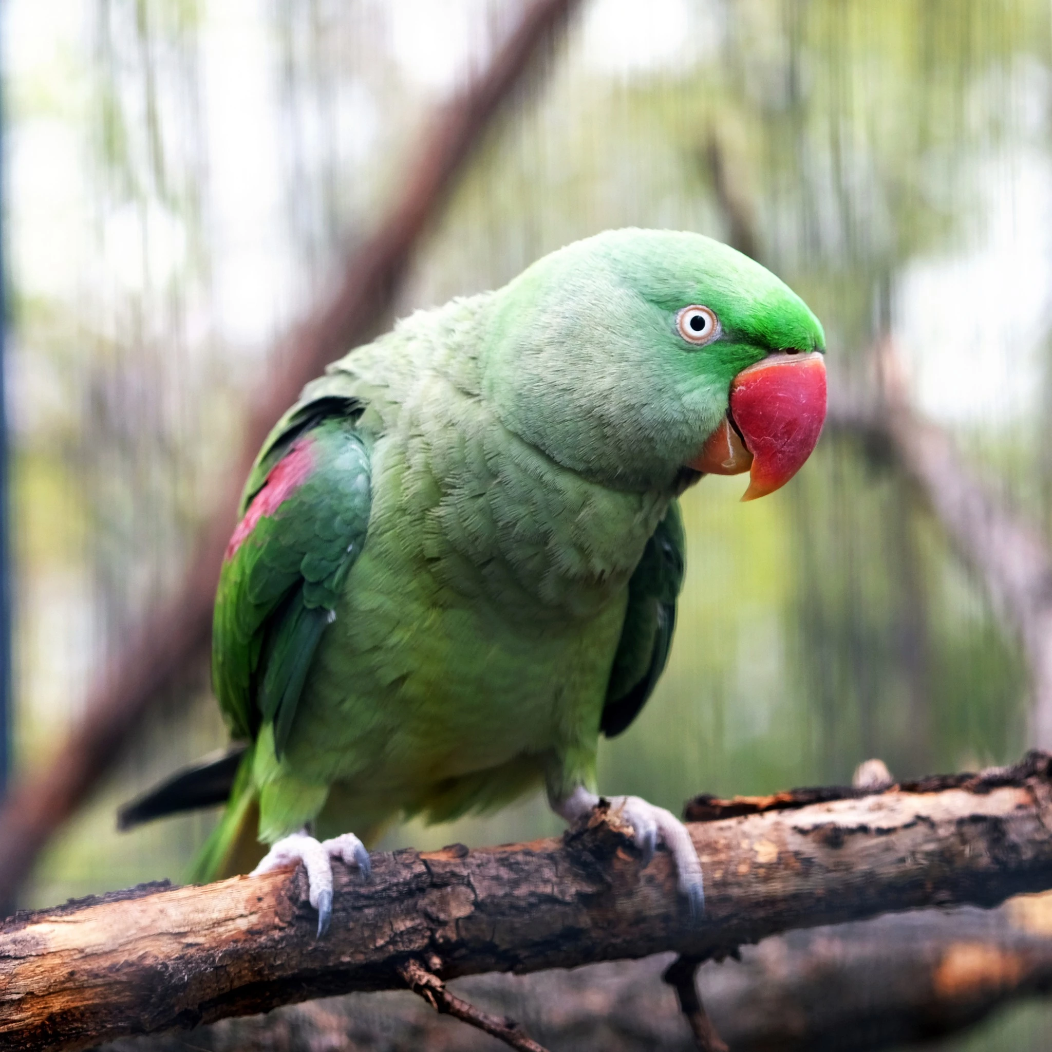 У КиївЗоо птахи повертаються до відкритих авіаріїв після зимівлі