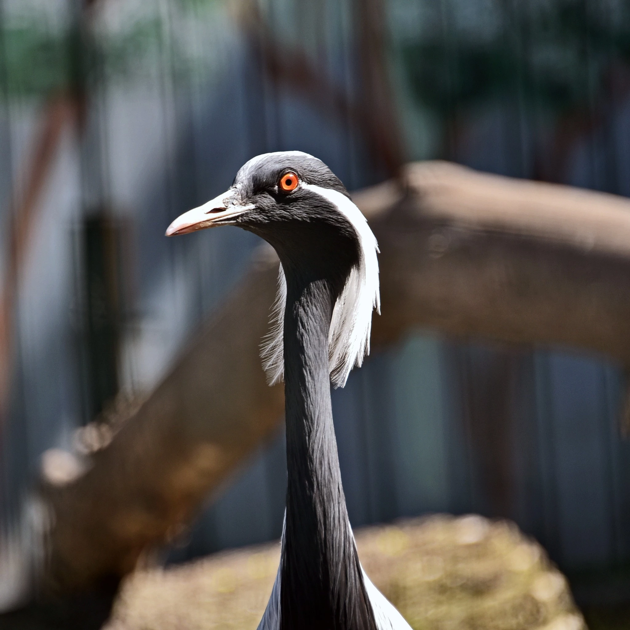 У КиївЗоо птахи повертаються до відкритих авіаріїв після зимівлі