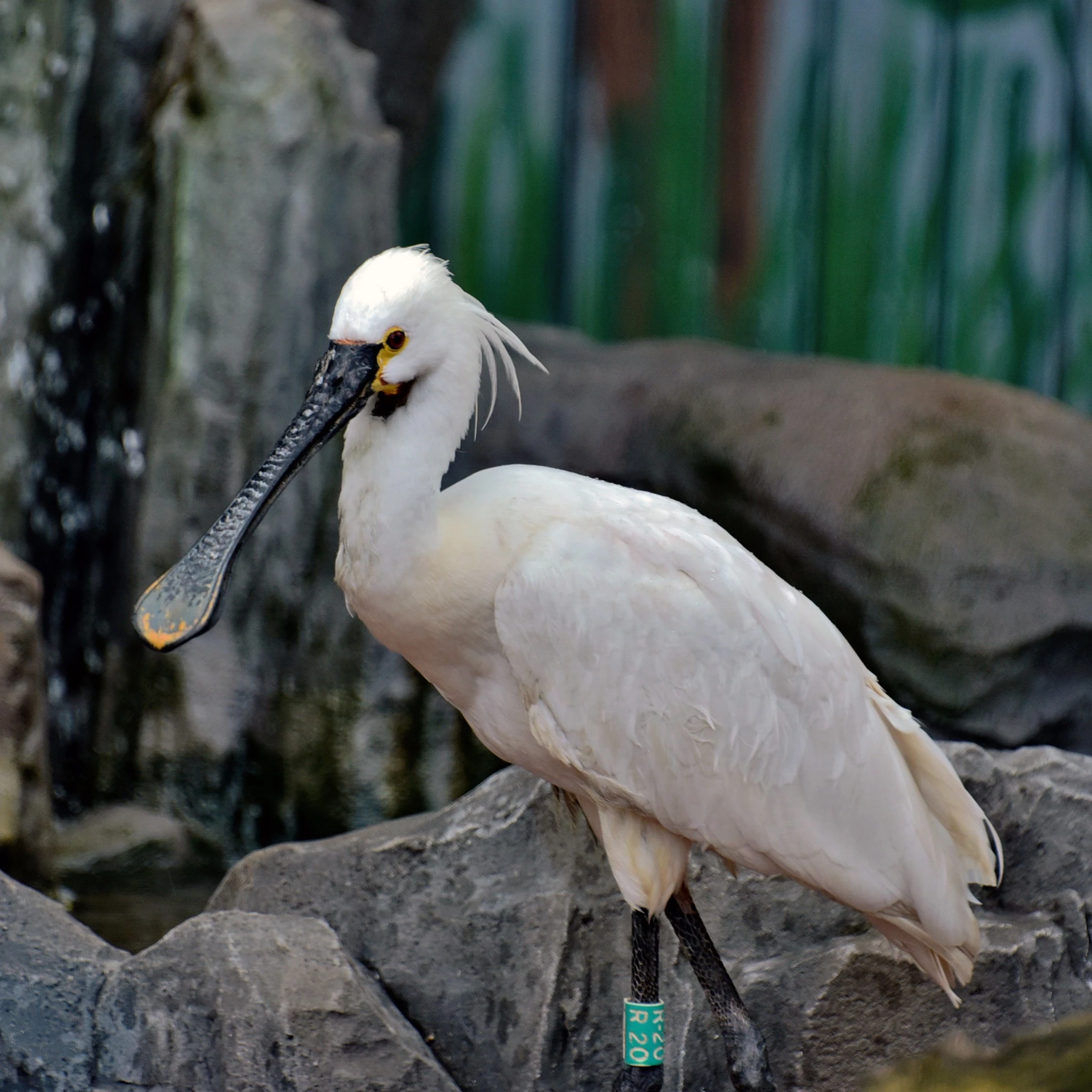 У КиївЗоо птахи повертаються до відкритих авіаріїв після зимівлі