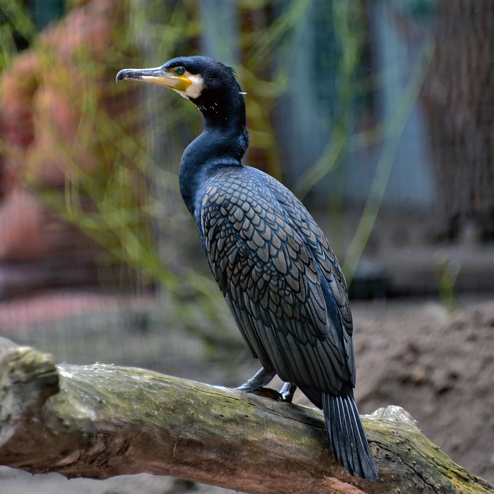 У КиївЗоо птахи повертаються до відкритих авіаріїв після зимівлі