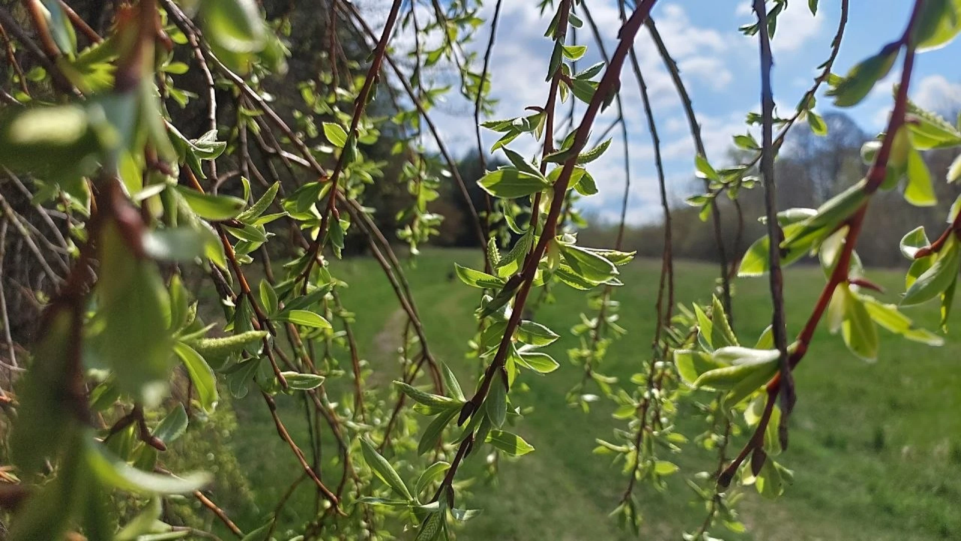 На Черкащині після короткочасного потепління можливі грози з градом