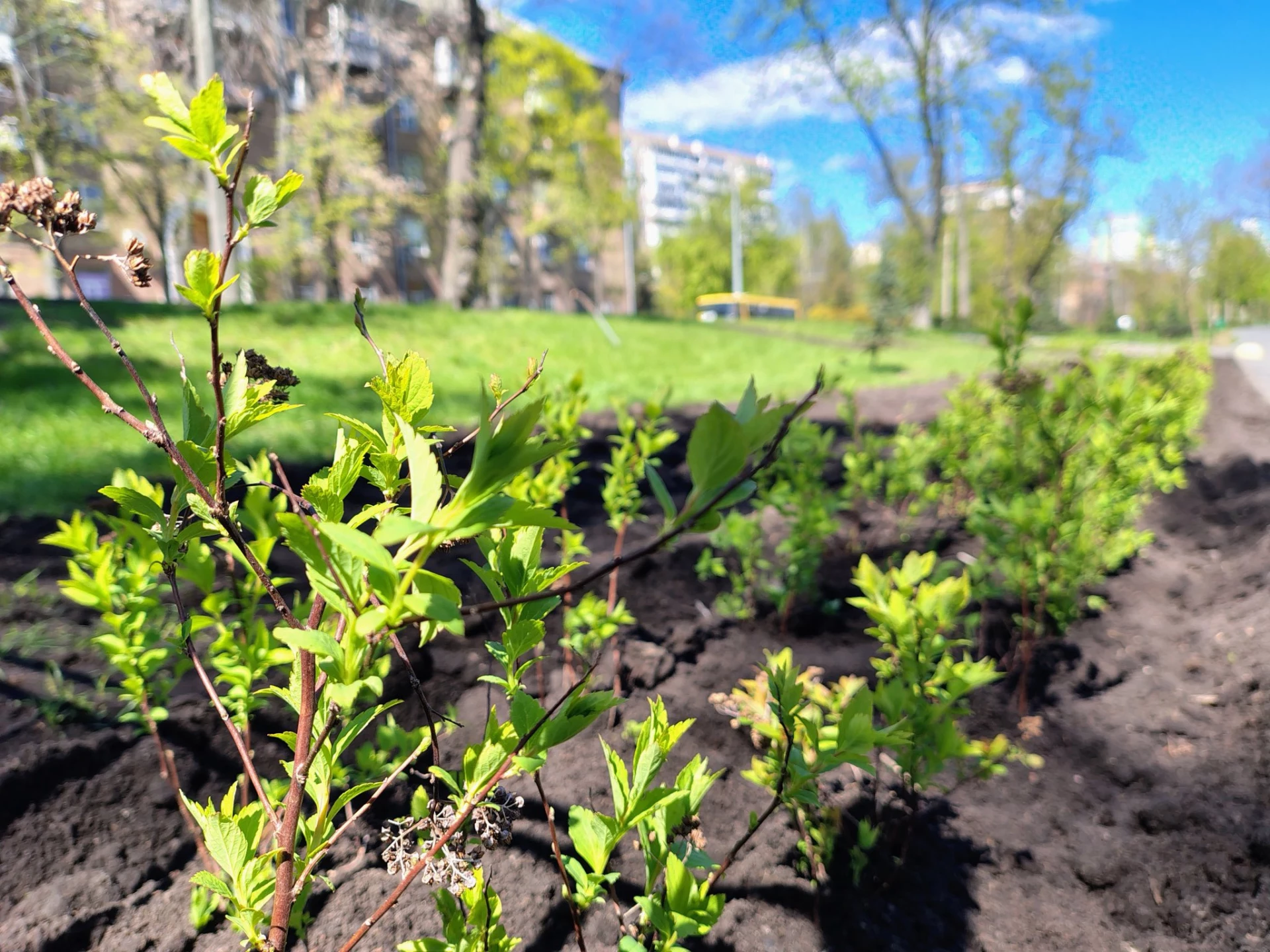У столиці за тиждень висадили сотні дерев і тисячі кущів та квітів
