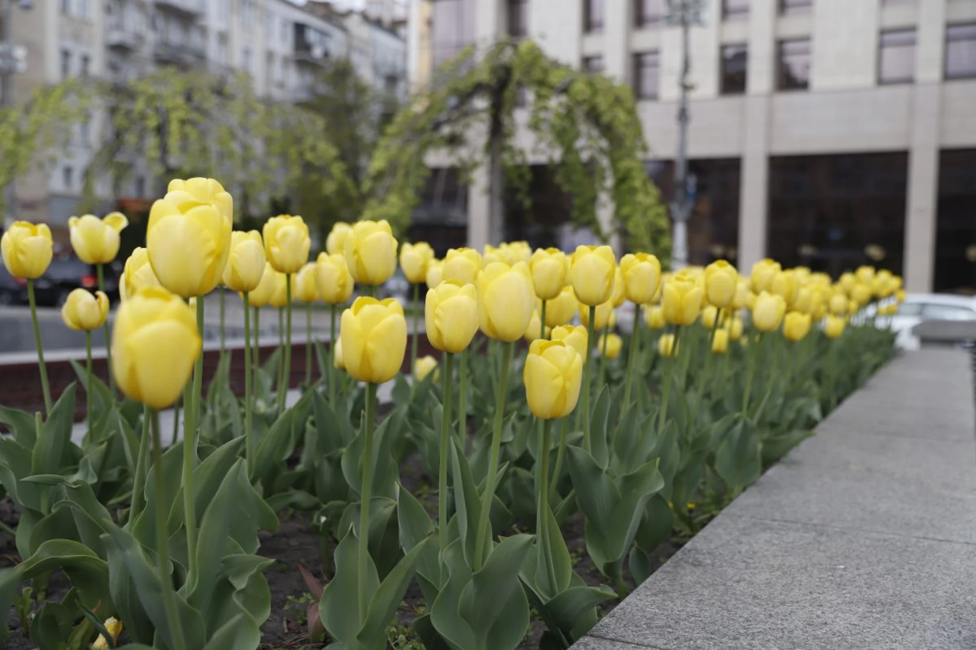Де шукати тюльпани у Києві: адреси парків і скверів