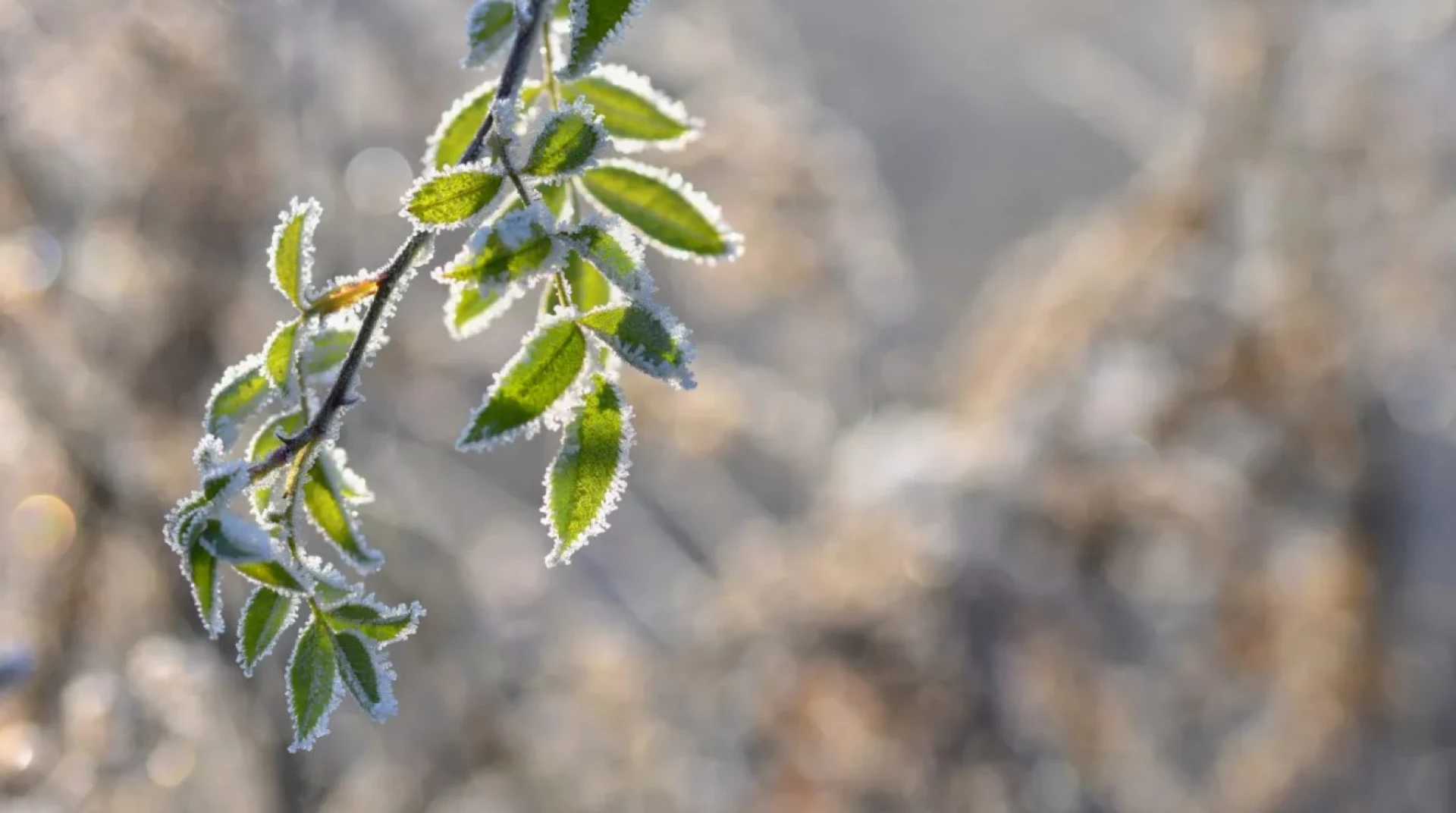 На Черкащині 15-та ніч минула із заморозками