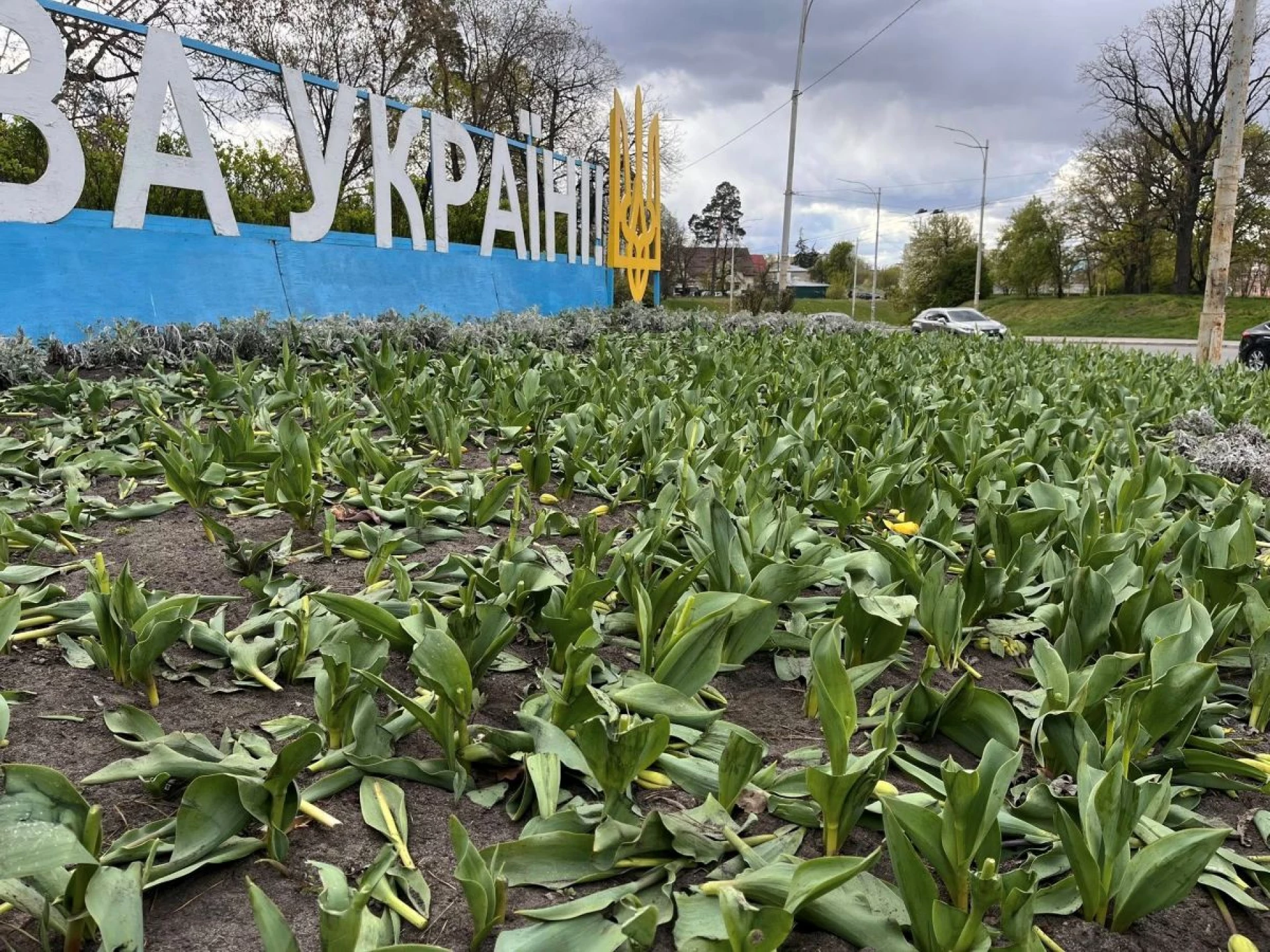 Поки одні висаджують — інші нищать: у Києві вночі знищили тюльпани в двох районах
