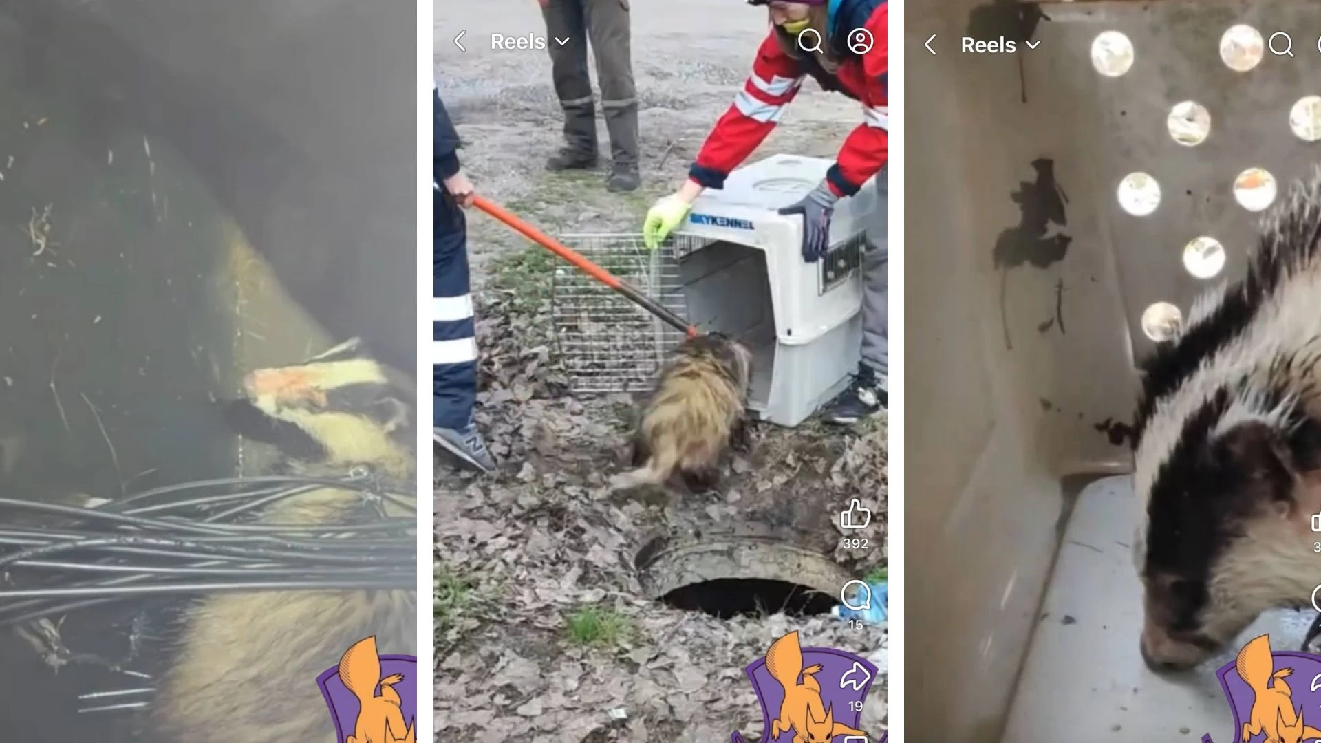 У Києві врятували борсука з підтопленого колодязя