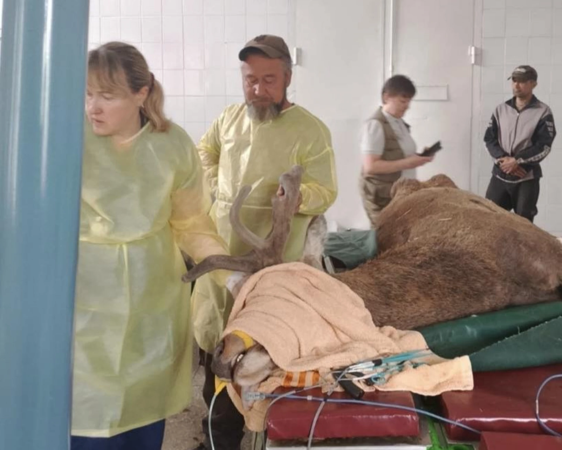 У Києві оленю Борису терміново видалили ріг через ускладнення після ДТП