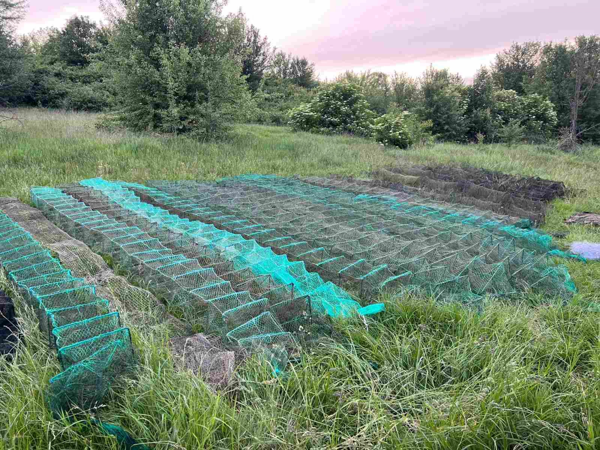 На Черкащині у сітках виявили понад 800 раків, їх випустили в річку