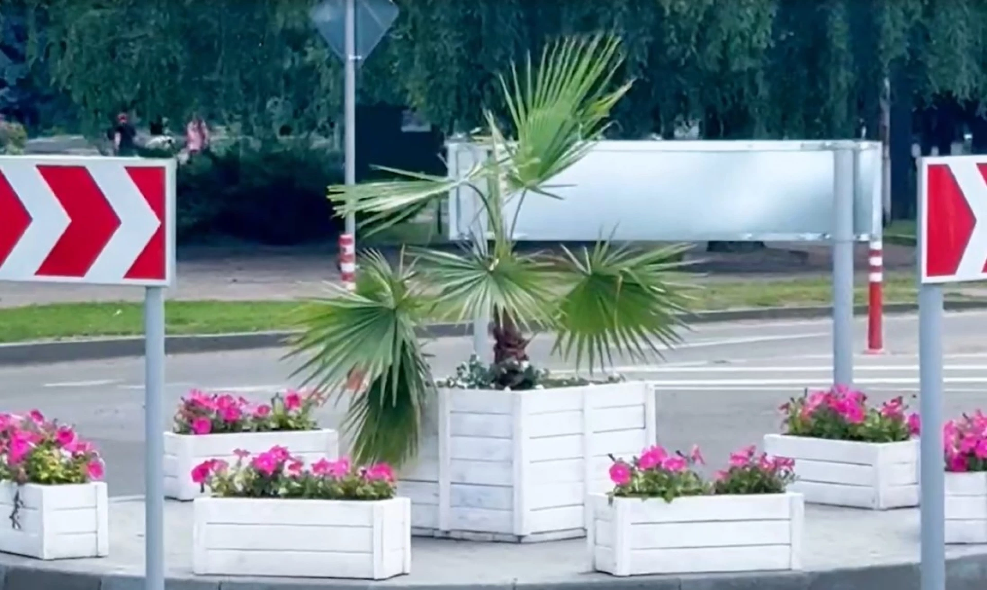 Пальму поставили у центрі Золотоноші