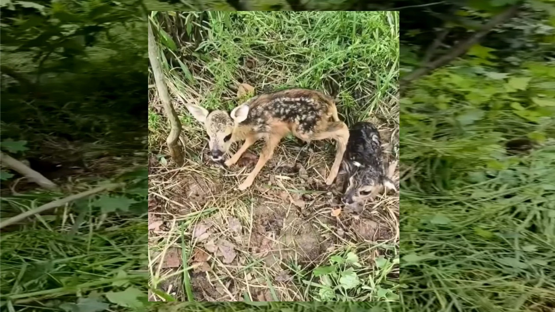 Новонароджених оленят побачили у лісі на Черкащині