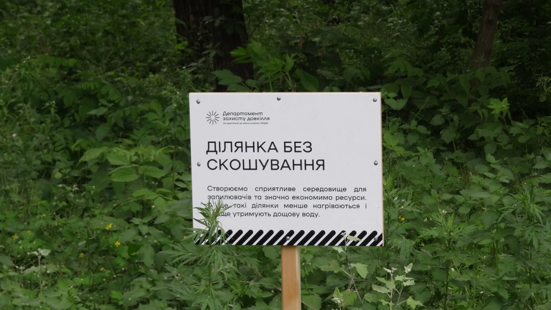 Чому в Києві дедалі рідше косять траву: у КМДА пояснили причини