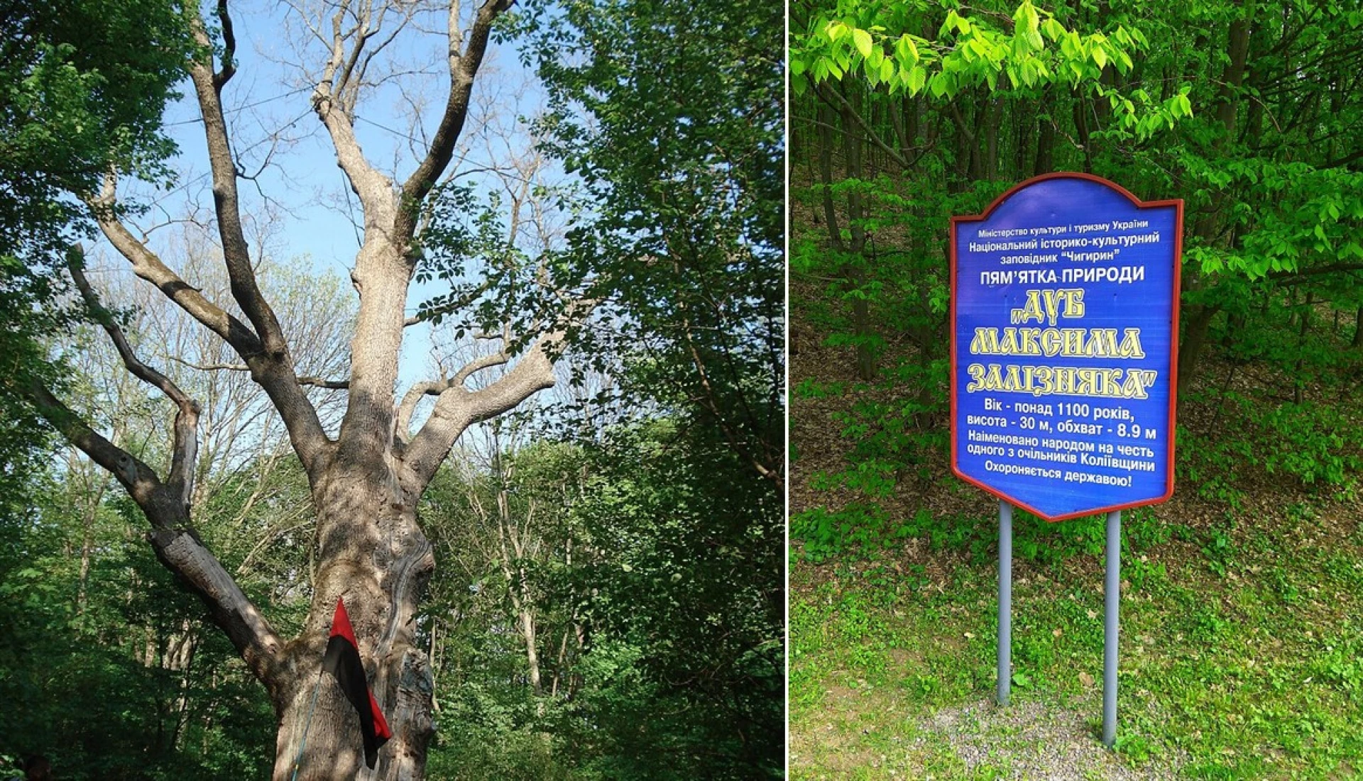 Які таємниці та козацькі скарби приховує 100-літній дуб Максима Залізняка на Черкащині