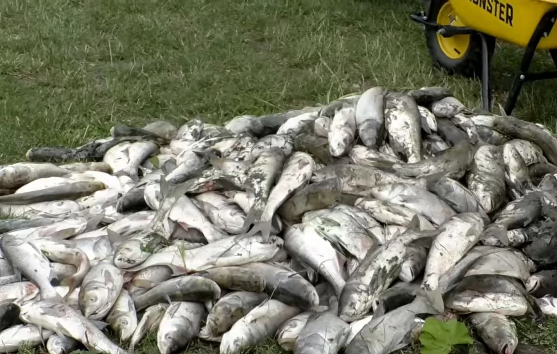 В Борщагівській громаді надзвичайна ситуація – у водоймах загинуло 3 тонни риби