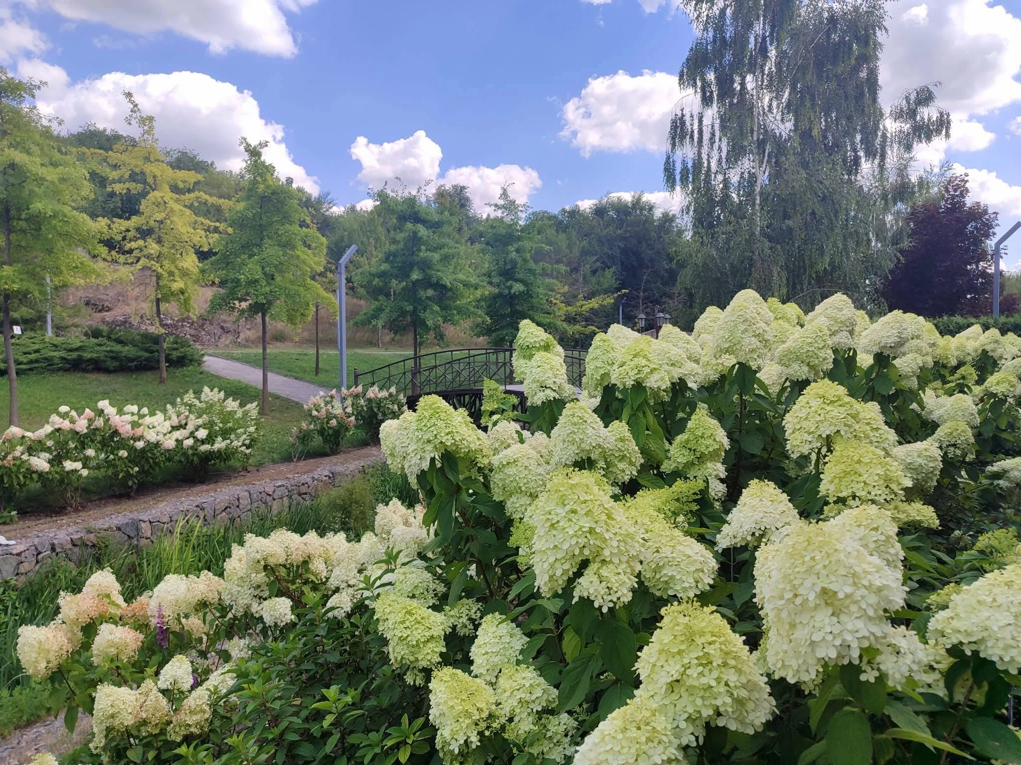 Місце для фотосесій: кущі гортензій квітнуть у «Новій Софіївці»