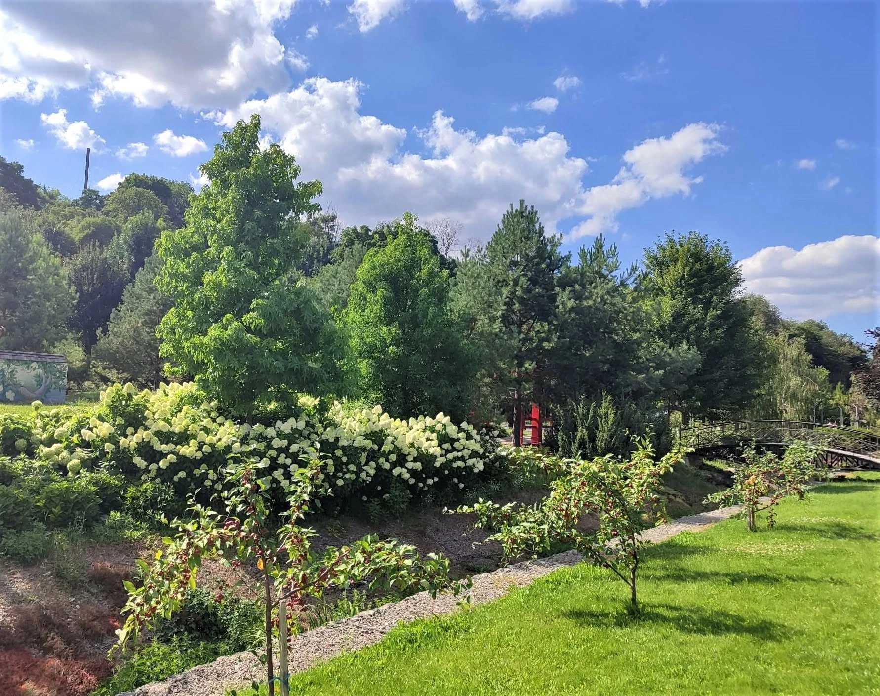 Місце для фотосесій: кущі гортензій квітнуть у «Новій Софіївці»
