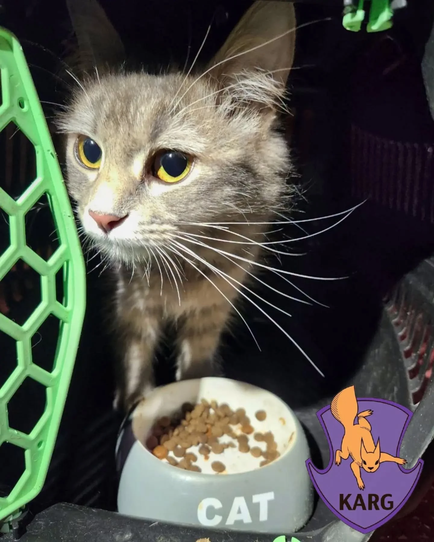 У Києві розібрали дах будинку, щоб дістати кішку з вентиляції