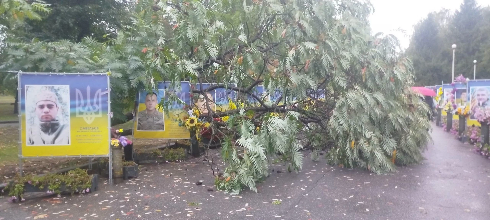 Негода повалила дерево на Алеї Героїв у Золотоноші