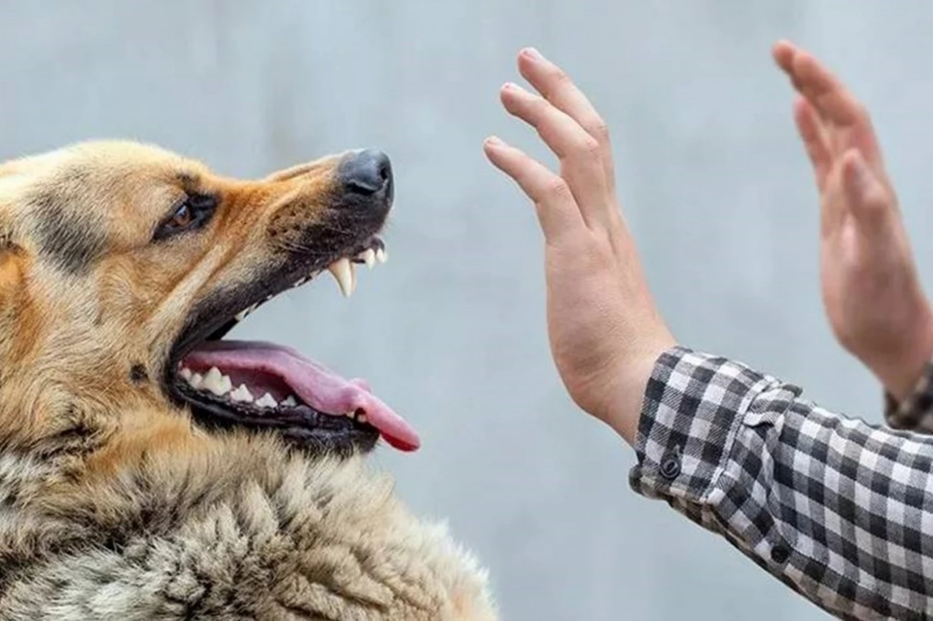 Небезпека сказу під Києвом: у двох районах ввели 10-кілометрову карантинну зону