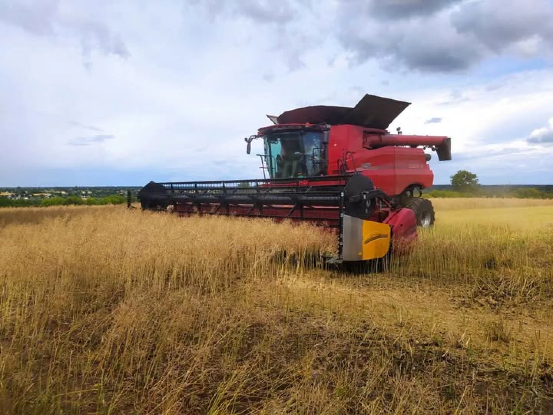 Аграрії Київщини зібрали понад 2,5 млн тонн зерна нового врожаю