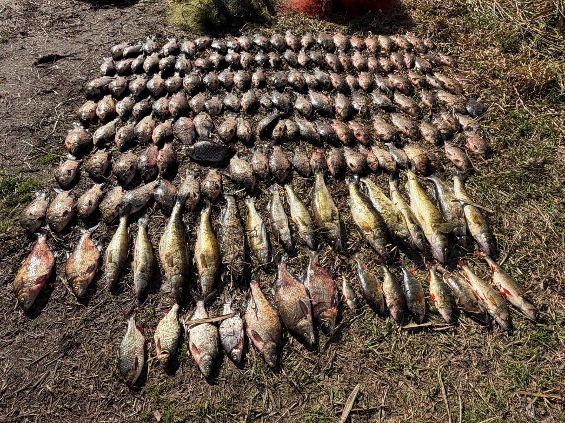 На Київському водосховищі двоє браконьєрів сітками наловили 80 кг риби