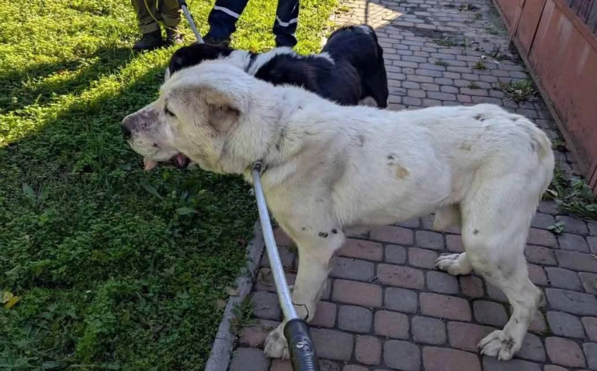 У Черкасах алабаї загризли йоркширського тер’єра