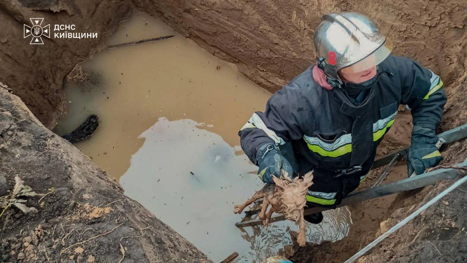 На Білоцерківщині надзвичайники витягли собаку з чотириметрової ями