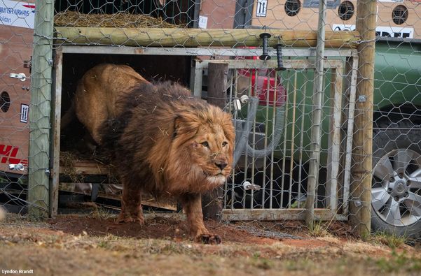 Врятовані леви Цар і Джаміль повернулися до Південної Африки - фото 2