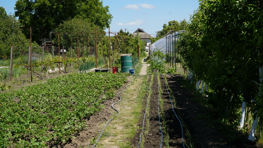 Ветеран з Ладижина перетворив хобі у бізнес і розвиває власне тепличне господарство - фото 5